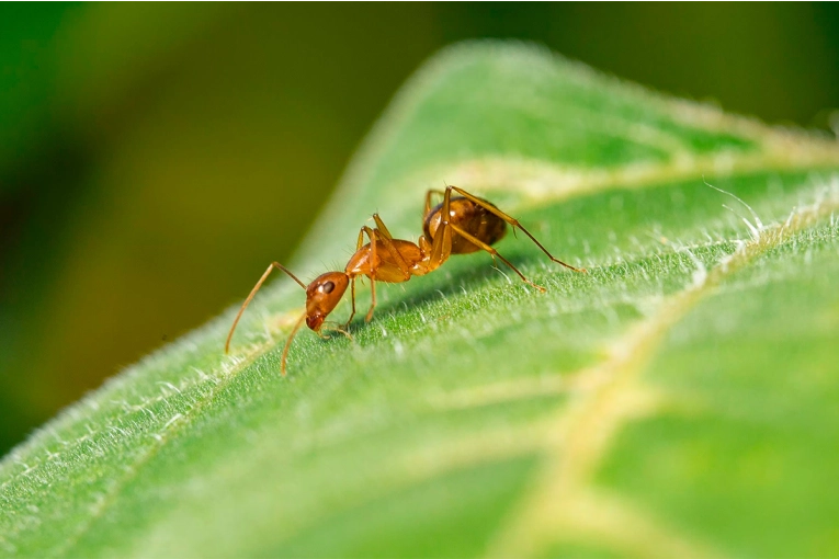 Cómo pronosticar el tiempo observando el comportamiento de las hormigas