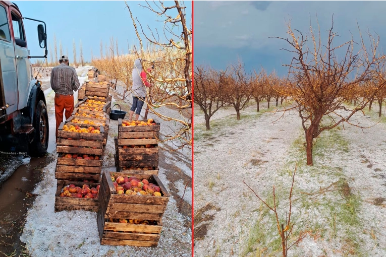 Durazneros sin frutas ni hojas por el granizo: impactantes imágenes de la tormenta en Mendoza