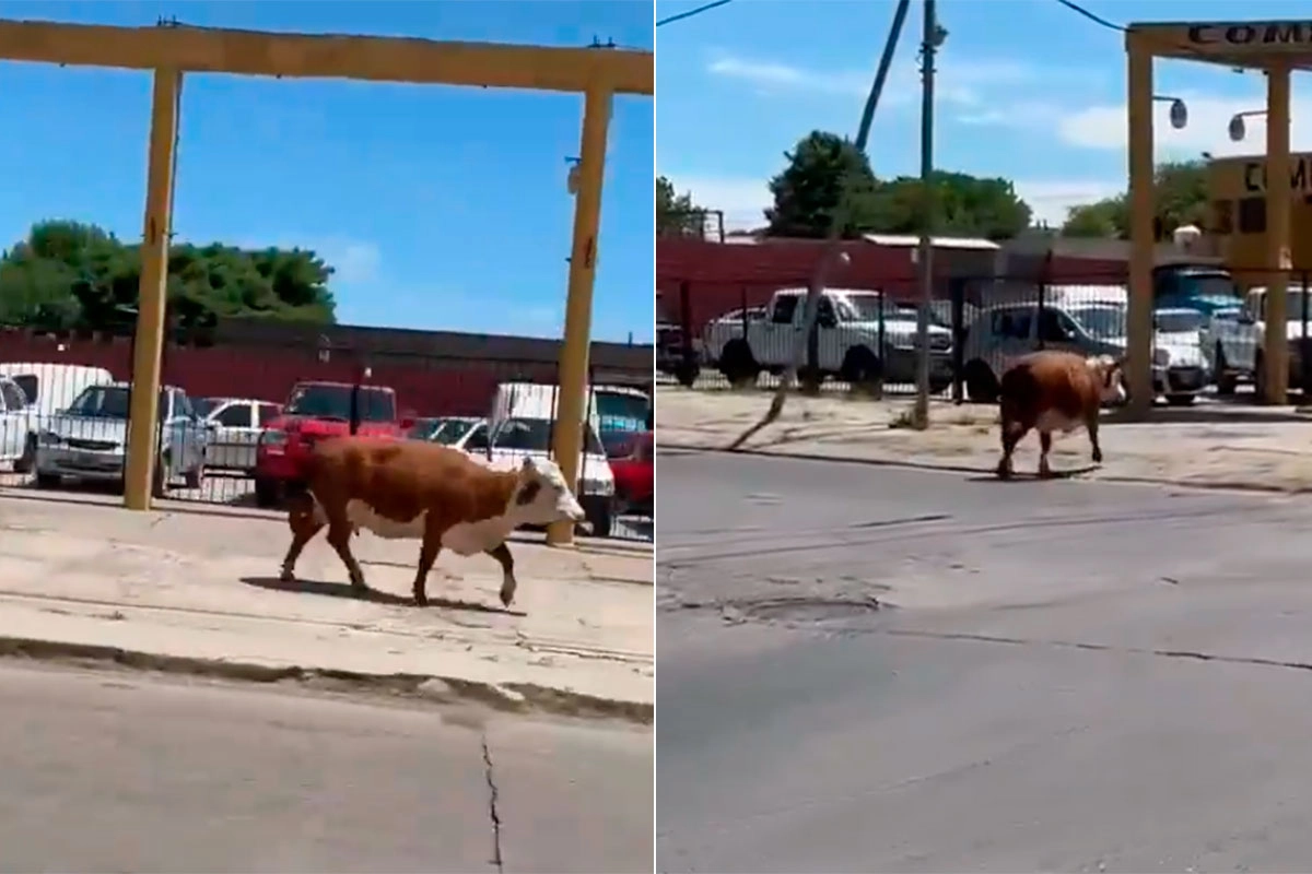 vaca suelta vaca suelta