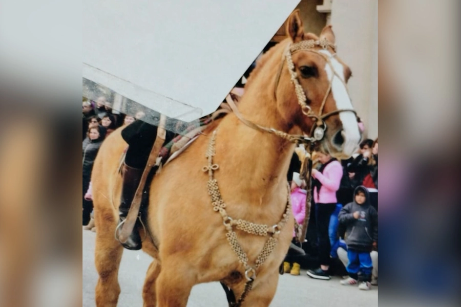 El caballo gateado sustra&iacute;do en Oro Verde
