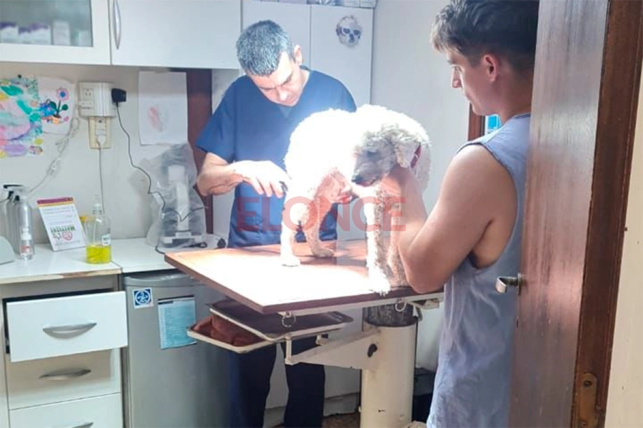 Sammy en la veterinaria. (foto: Elonce)