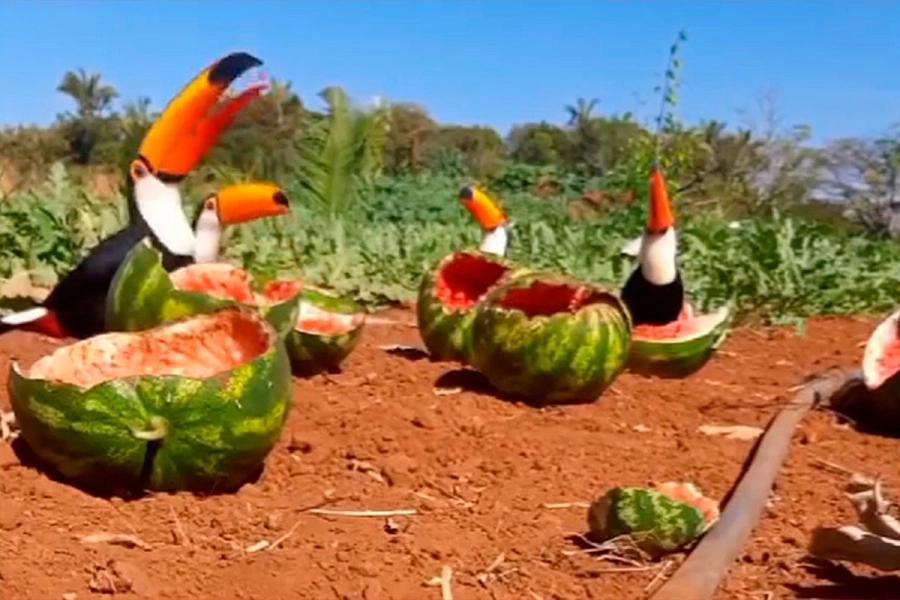 Tucanes invaden plantación de sandías.