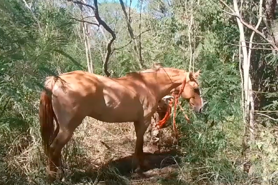 Hallaron caballo "gateado malacara"