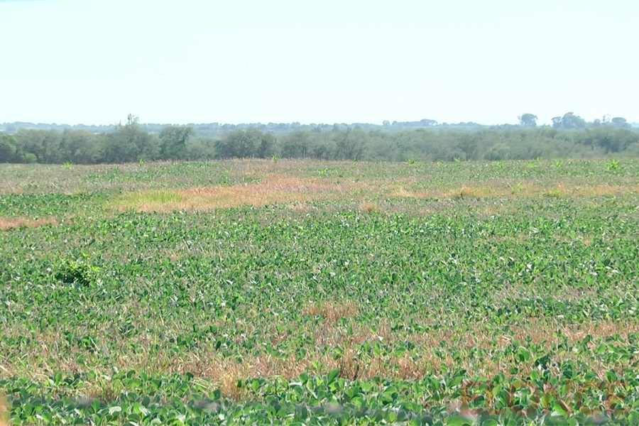 Soja afectada por la sequ&iacute;a.