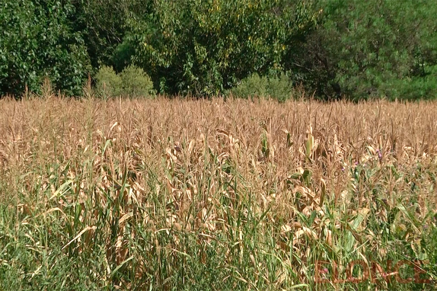 Campos de ma&iacute;z