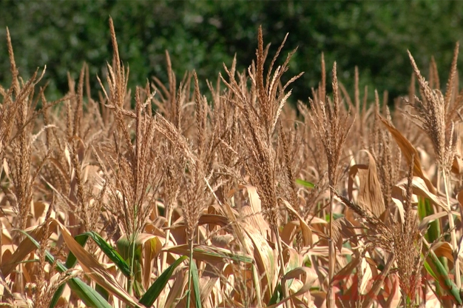 Efectos en el ma&iacute;z.