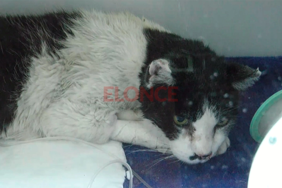 El gato tiene 19 a&ntilde;os