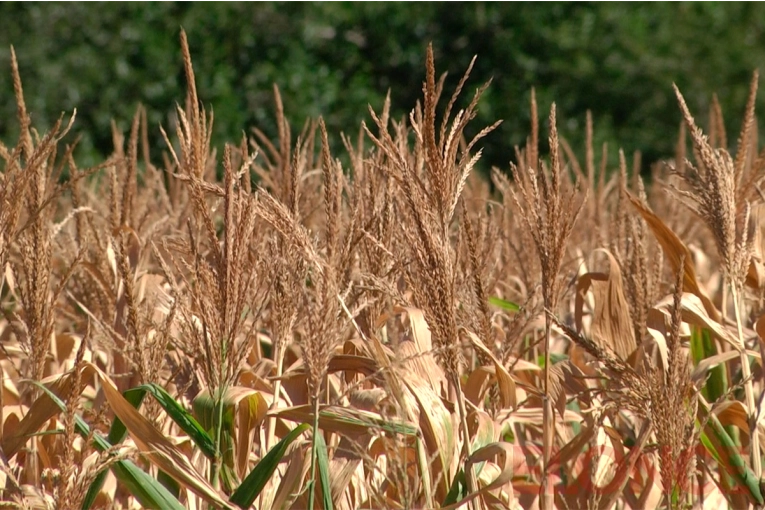 Ola de calor y sequía: confirmaron oficialmente la llegada del fenómeno La Niña