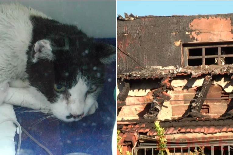 Mejora el gatito que fue rescatado del incendio de una vivienda en Paraná