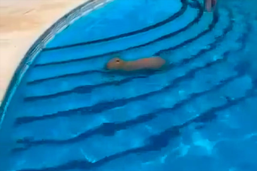 Un carpincho se meti&oacute; en la pileta del Club N&aacute;utico de San Isidro. (X)