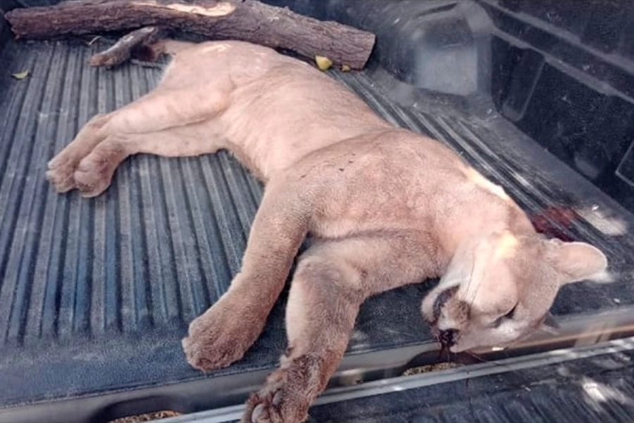 El puma cazado cerca de Larroque. (Foto: Ceydas)