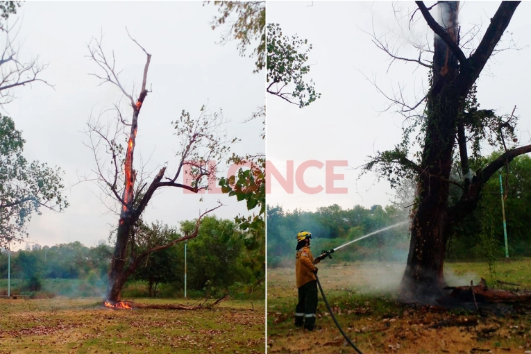 Un rayo destruyó un árbol en Concordia en medio de un frente de tormenta