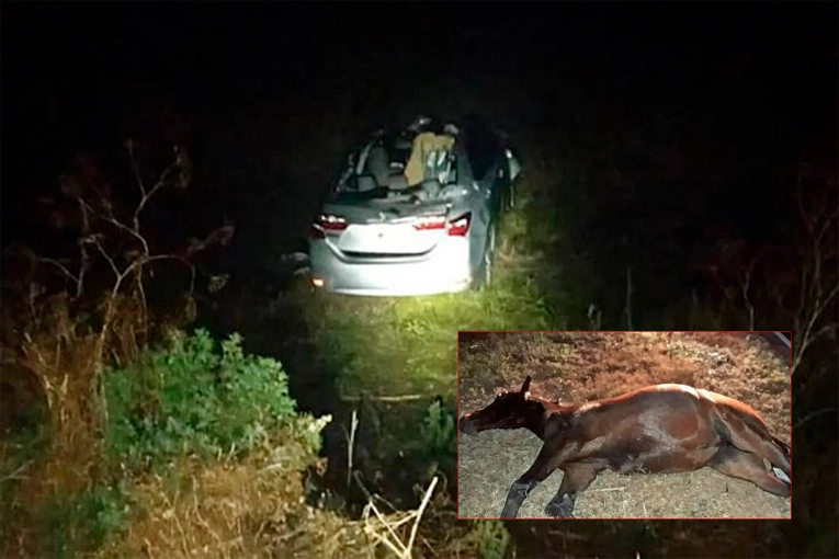 Fatal accidente en Uruguay: una entrerriana murió tras chocar contra varios caballos