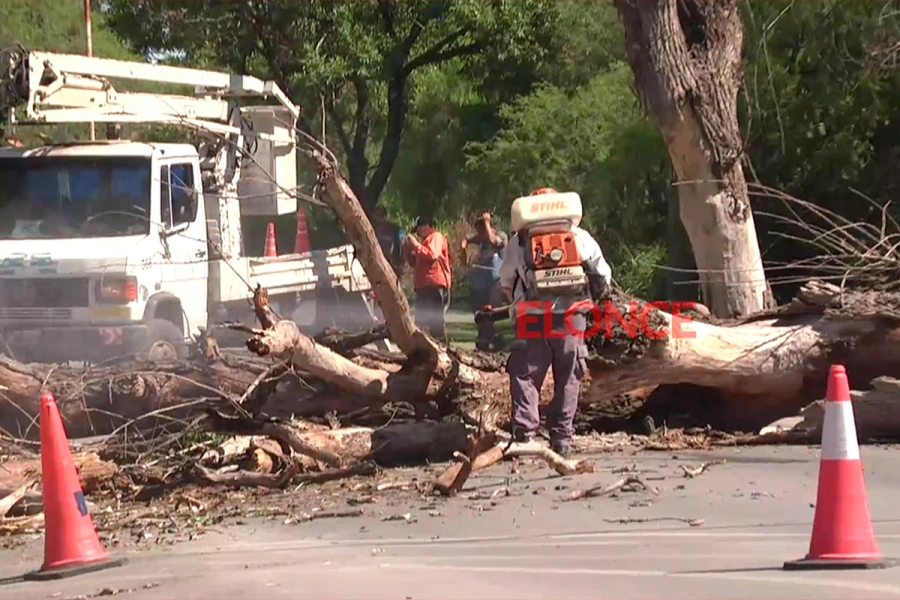 Fumigan el &aacute;rbol ca&iacute;do.