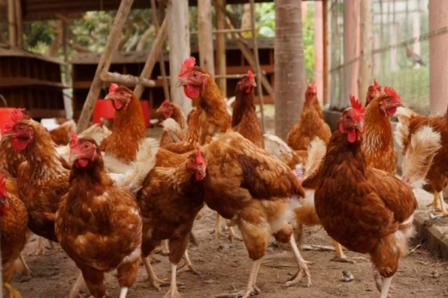 Cepa altamente pat&oacute;gena de gripe aviar