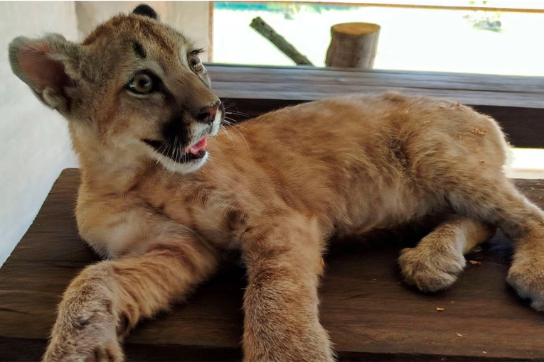 Rescataron a una cachorra de Puma: lo tenían en una casa en localidad entrerriana