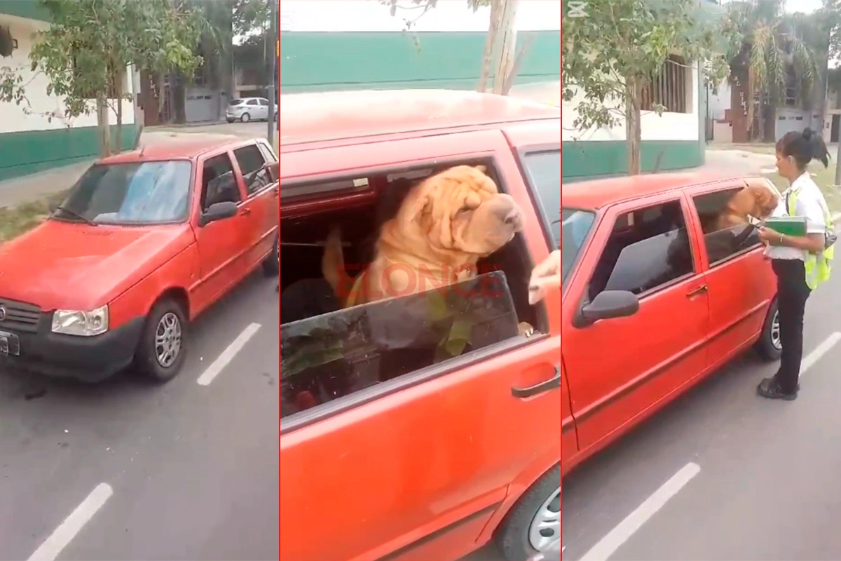 El perro abandonado por su dueña El perro abandonado por su dueña