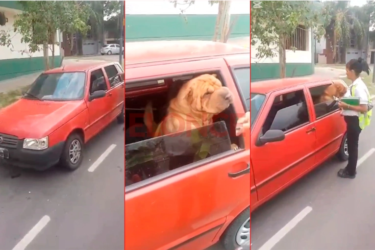 Conductora en infracción abandonó a su perro en el auto y huyó de un operativo en Paraná