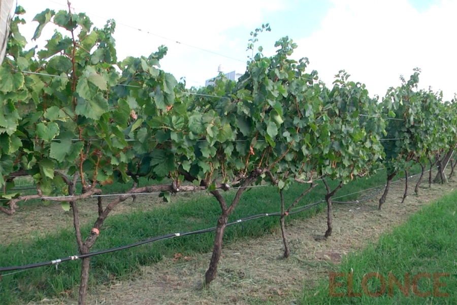 Las vides en Vi&ntilde;edo y Bodega &ldquo;Los Aromitos&rdquo; (foto Elonce)