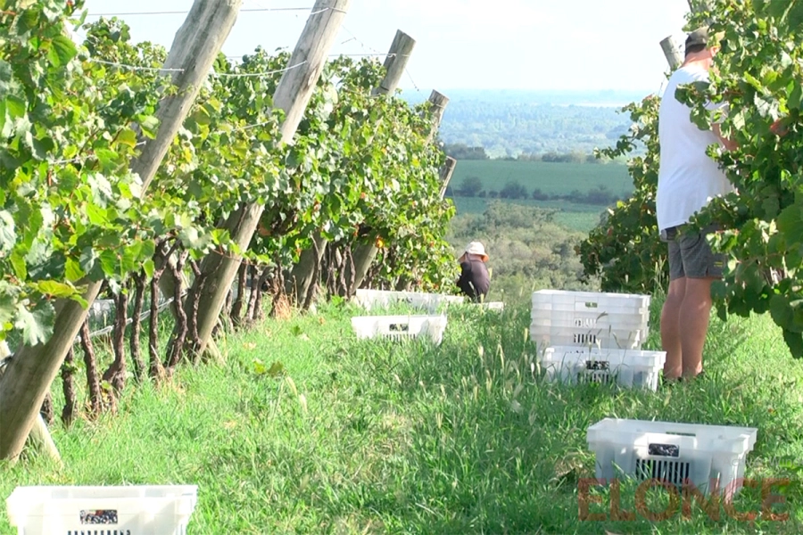 La vendimia en Vi&ntilde;edo y Bodega &ldquo;Los Aromitos&rdquo; (foto Elonce)