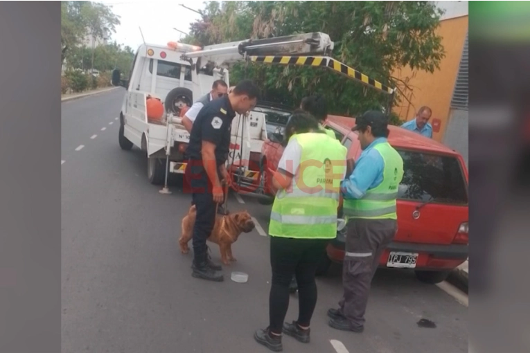 “Fue un final feliz”: la conductora en infracción ya retiró a su mascota y su vehículo