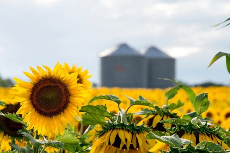 La siembra de girasol crecería un 5,3% y establecería un nuevo récord en Argentina