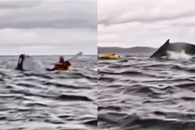 Video: joven fue tragado por una ballena que luego lo expulsó en el Estrecho de Magallanes