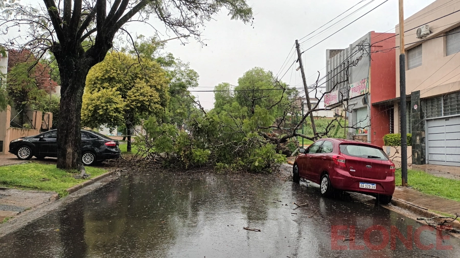 Árbol caído en calles Urquiza y Piedrabuena (foto Elonce)