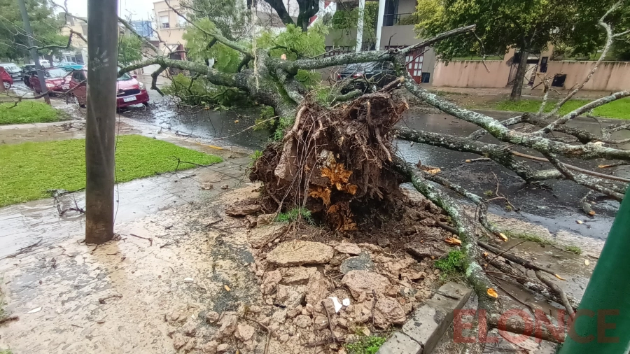 Árbol caído en calles Urquiza y Piedrabuena (foto Elonce)