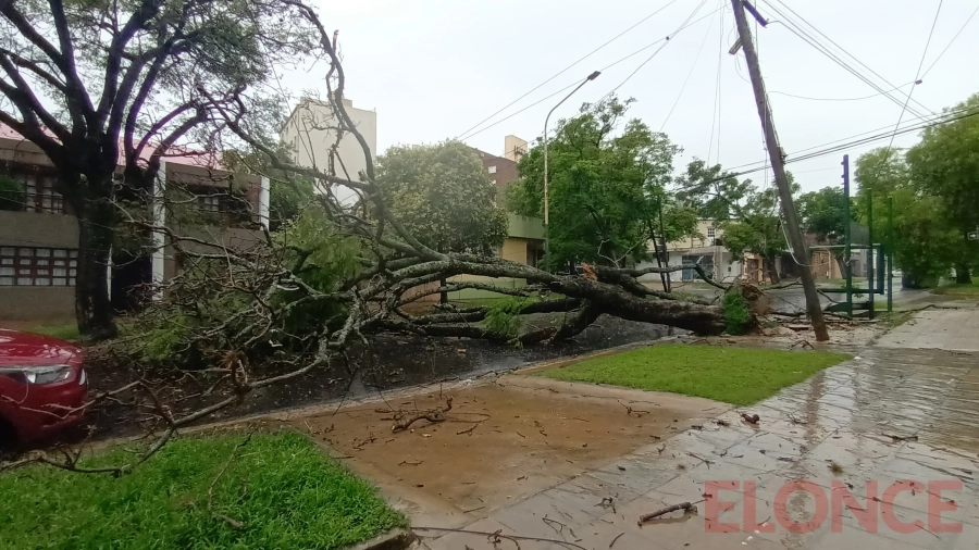 Árbol caído en calles Urquiza y Piedrabuena (foto Elonce)