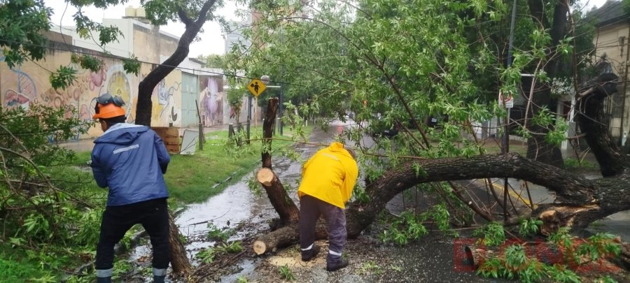 Árbol caído en calle Garay (foto Elonce)