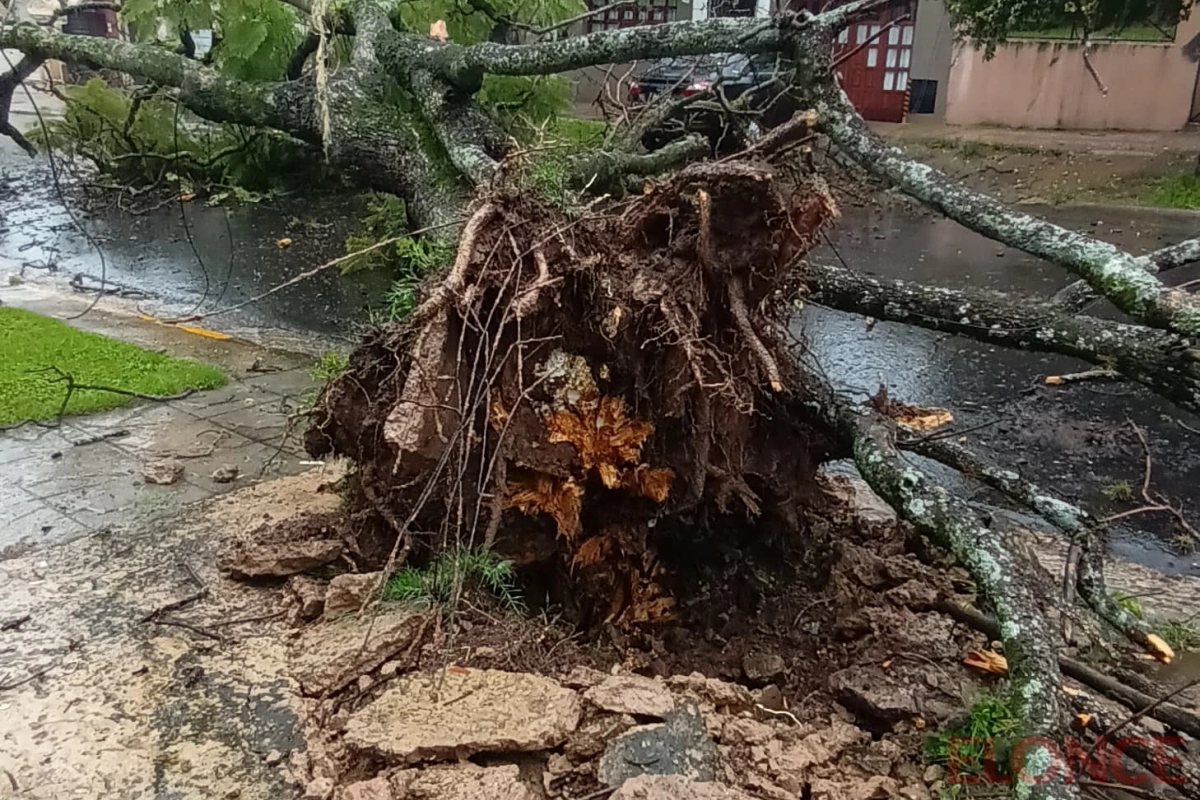 Árbol caído en calles Urquiza y Piedrabuena Árbol caído en calles Urquiza y Piedrabuena