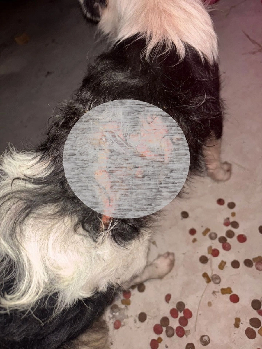 Perrito quemado en Crespo. FM Estaci&oacute;n Plus