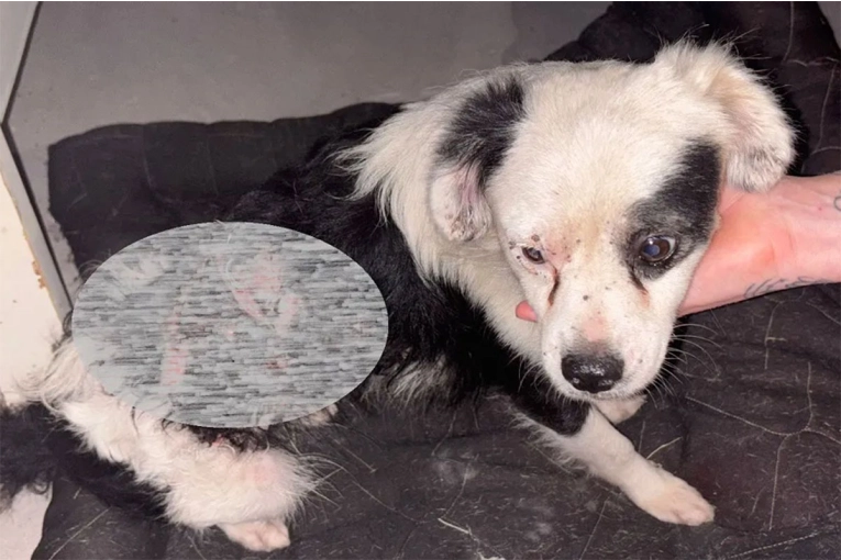 Jóvenes rescataron a perrito quemado: “De ninguna manera podíamos dejarlo a su suerte”