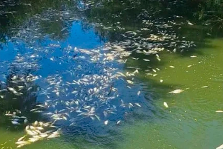 Denuncian la presencia de peces muertos en un arroyo entrerriano