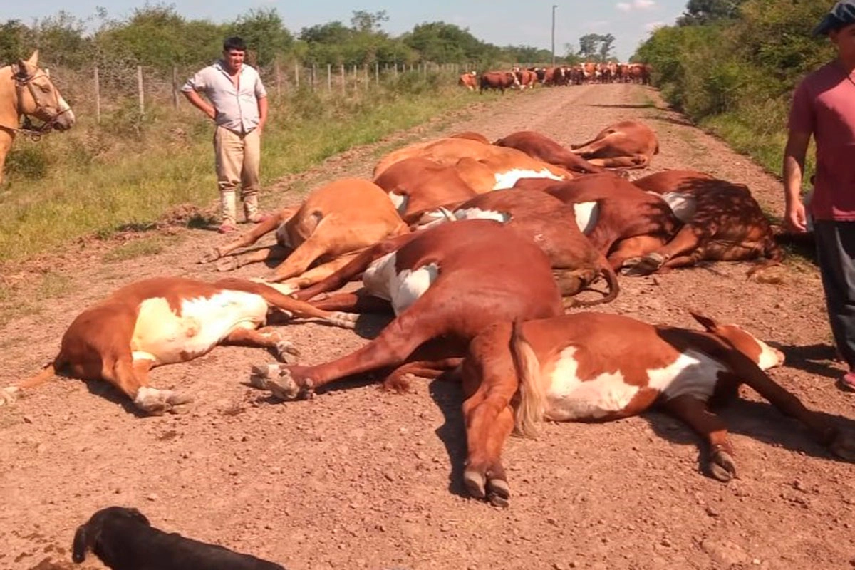 Millonarias pérdidas por electrocución de ganado. Millonarias pérdidas por electrocución de ganado.