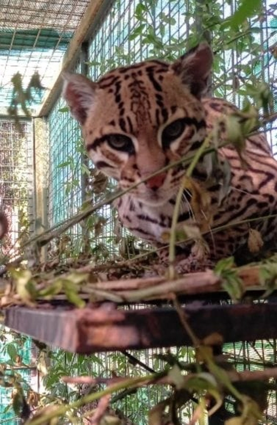 Intentar&aacute;n la reproducci&oacute;n de ocelotes en un refugio entrerriano de animales (foto gentileza &ldquo;Parque Pericos&rdquo;)