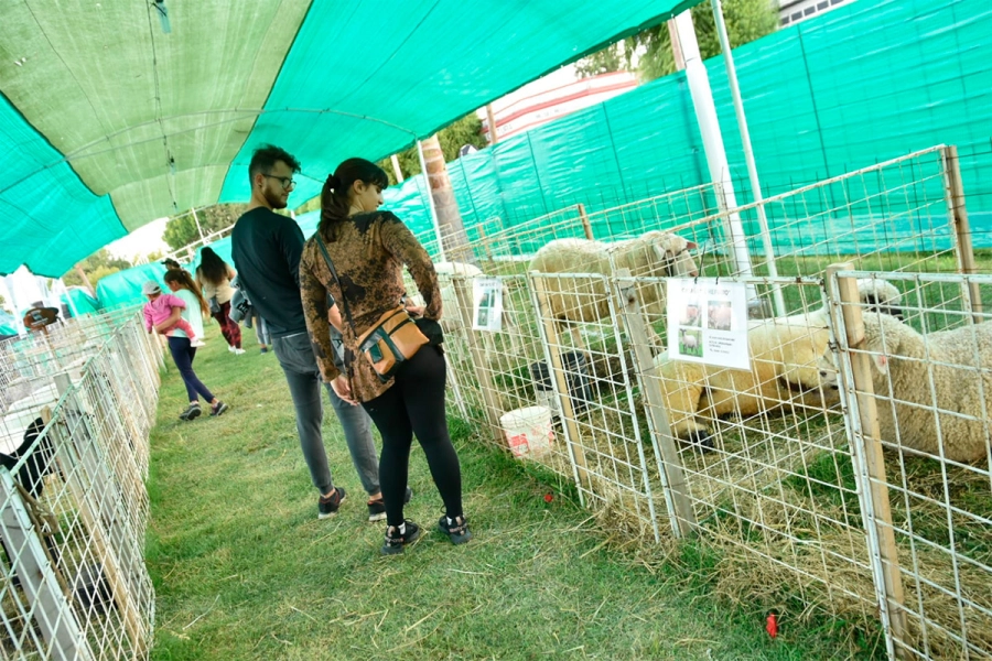 15&deg; Expo Ovina (foto Municipalidad de Maci&aacute;)