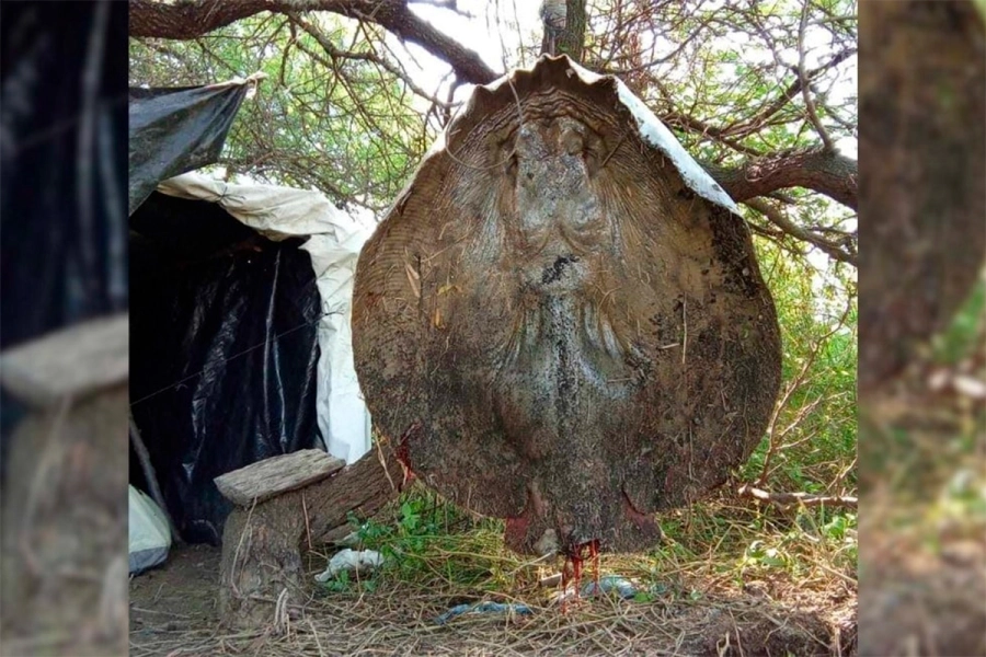 El ejemplar capturado en el r&iacute;o Coronda