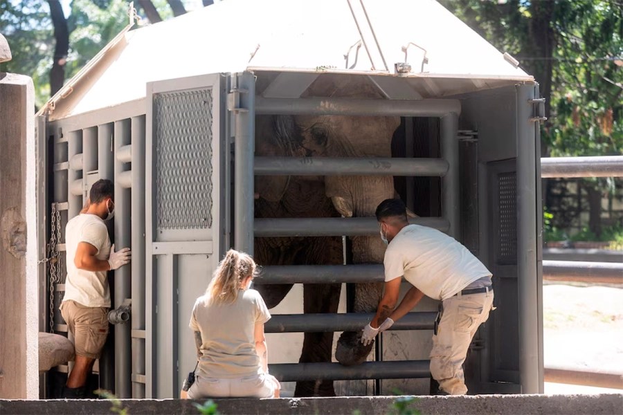 Después de tres décadas de cautiverio, Pupy inicia su nueva vida en el Santuario brasileño (foto Argentina.gob)
