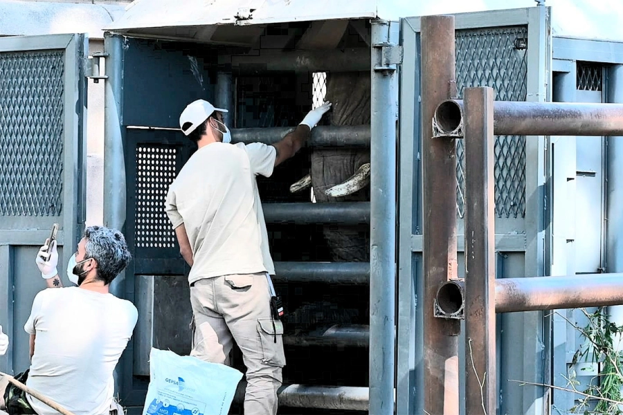 Pupy inicia su traslado al Santuario de Elefantes de Brasil después de años de encierro (foto Argentina.gob)