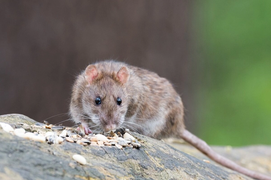 Hantavirus