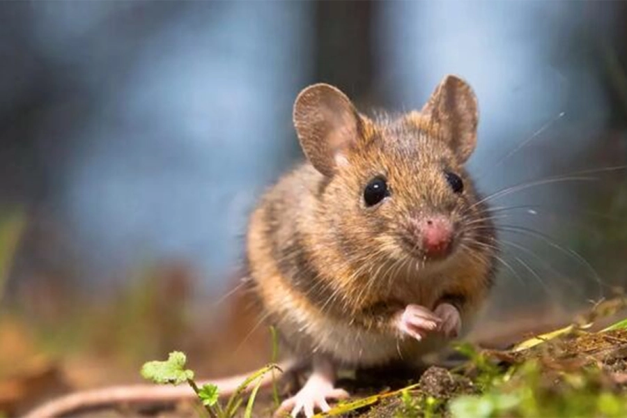 Muri&oacute; una mujer por hantavirus en San Mart&iacute;n de los Andes