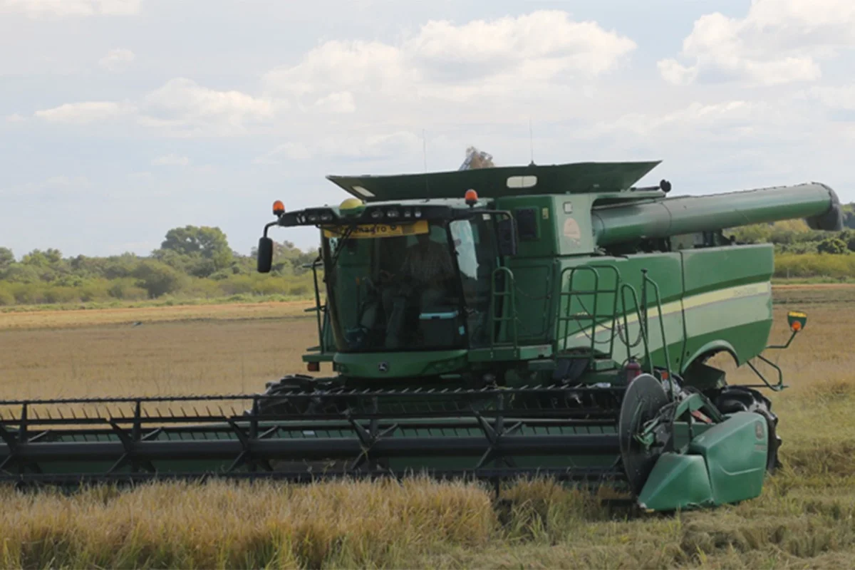 Entre Ríos es una de las principales provincias productoras de arroz