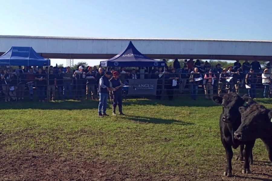 Prueba Pastoril: 25 caba&ntilde;as entrerrianas compiten en gen&eacute;tica bovina (foto Gobierno de Entre R&iacute;os)