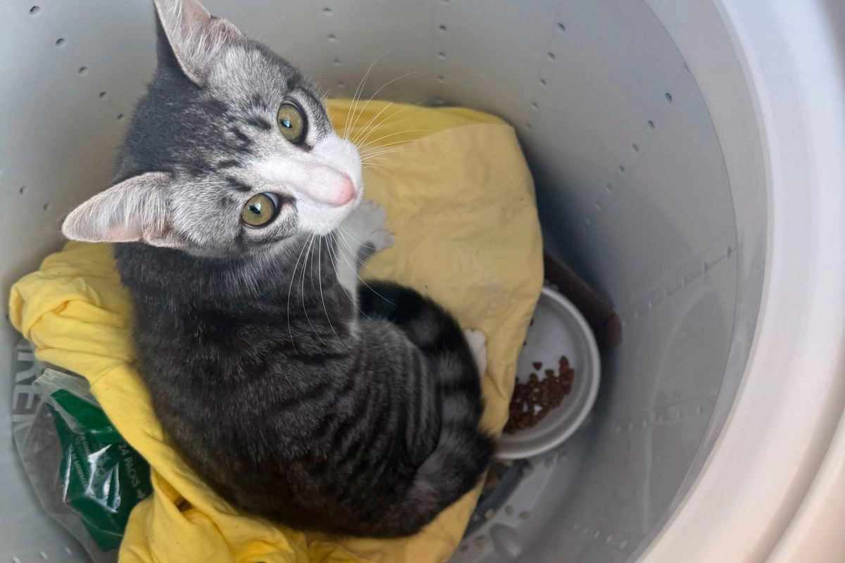 El gatito recuperado en Basavilbaso El gatito recuperado en Basavilbaso