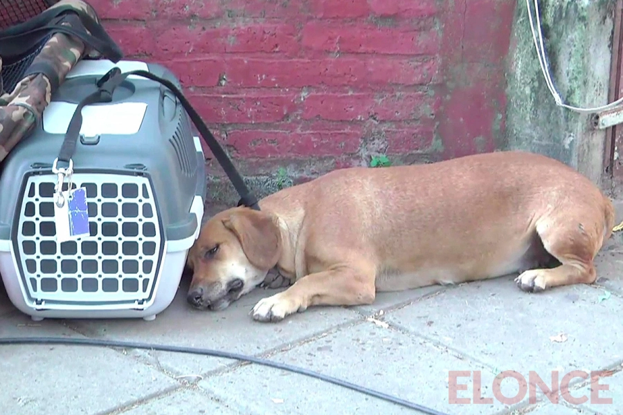 Castraci&oacute;n gratuita de mascotas en Paran&aacute; (foto Elonce)