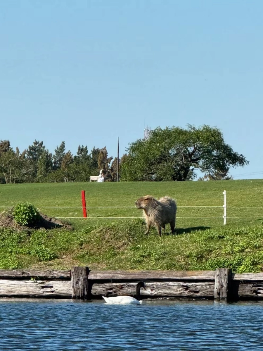 El carpincho fotografiado por Pampita. Instagram