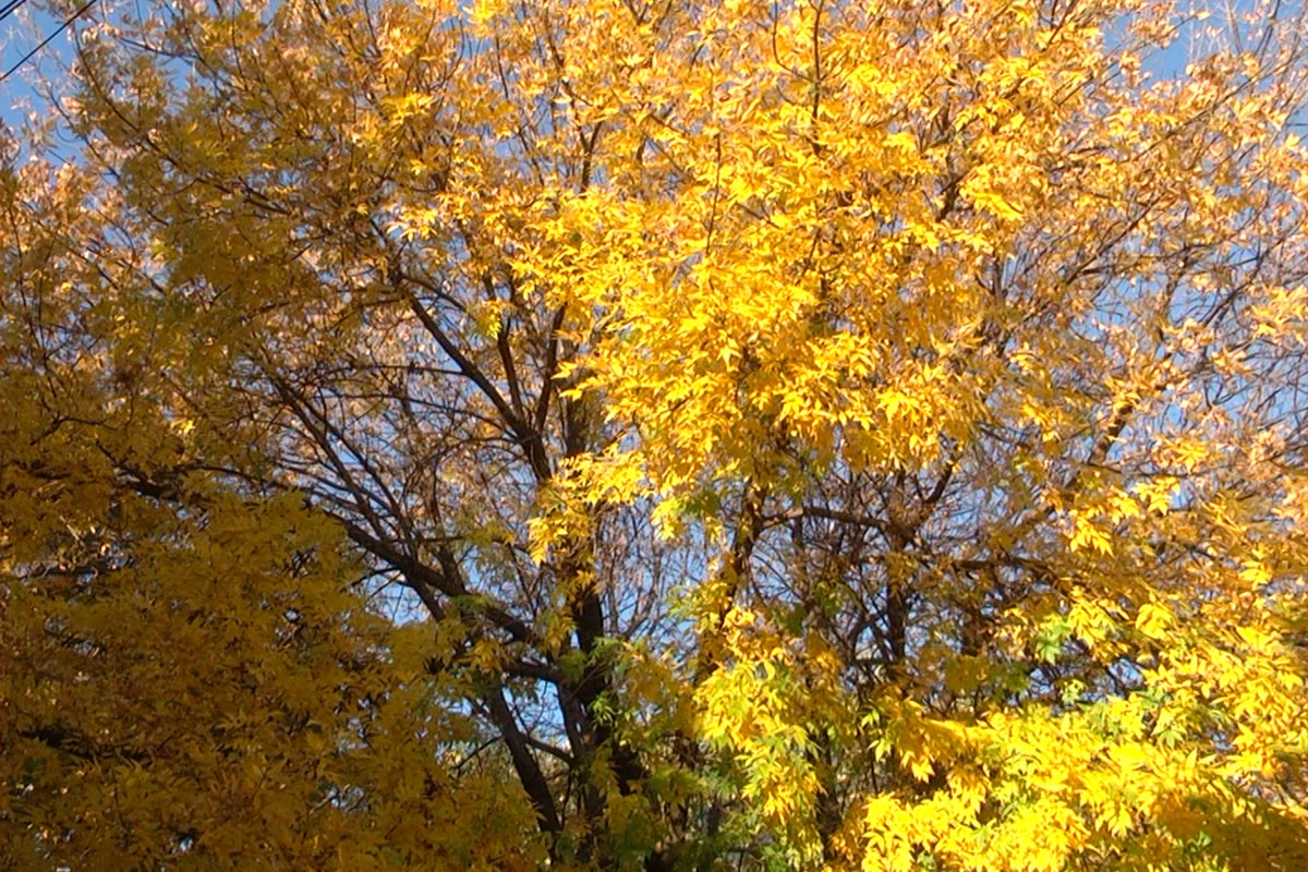 Las hojas caen de los árboles en pleno otoño. Las hojas caen de los árboles en pleno otoño.