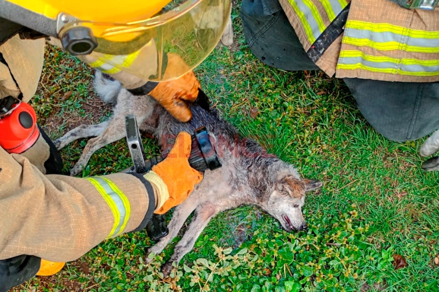 Bomberos salvaron a un perro tras incendio en Paraná (foto Bomberos Voluntarios de Paraná)